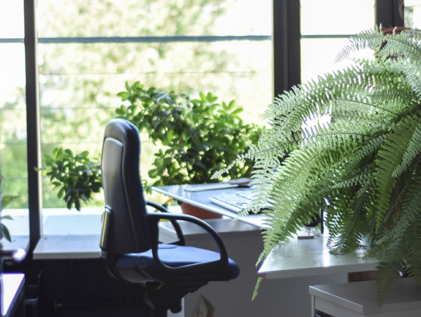 Pencahayaan alami melalui jendela besar